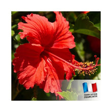 Charger l'image dans la galerie, bougie hibiscus