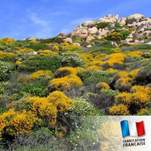 Charger l'image dans la galerie, bougie MAQUIS CORSE